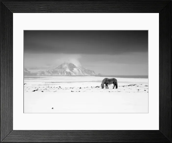 Framed Print : Icelandic Pony in Winter, Iceland Framed Print : Icelandic Pony in Winter, Iceland