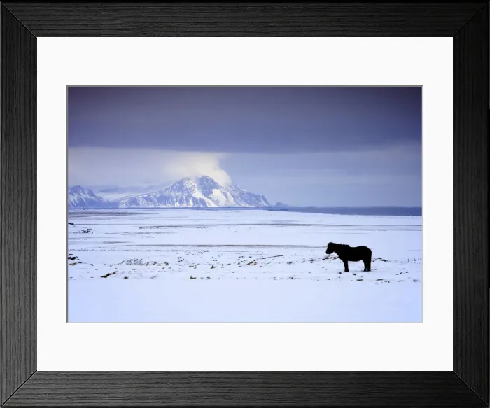 Framed Print : Icelandic Pony in Winter, Iceland Framed Print : Icelandic Pony in Winter, Iceland