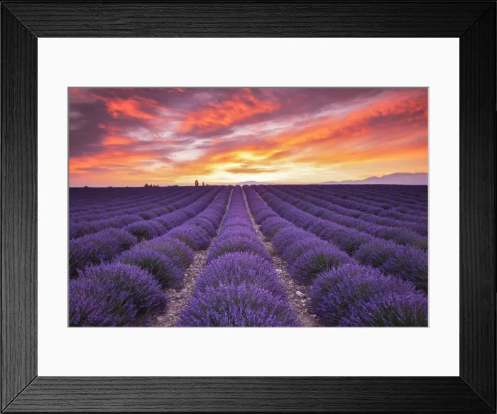 Framed Print : Field of Lavender at Sunrise, Valensole Plain, Alpes de Haute, Provence, France Framed Print : Field of Lavender at Sunrise, Valensole Plain, Alpes de Haute, Provence, France