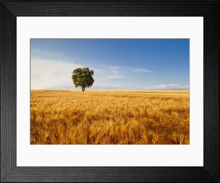 Framed Print : Tree in Field of Wheat, Valensole Plain, Provence, France Framed Print : Tree in Field of Wheat, Valensole Plain, Provence, France