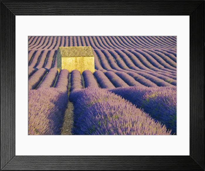 Framed Print : Stone Barn in Field of Lavender, Provence, France Framed Print : Stone Barn in Field of Lavender, Provence, France