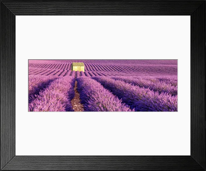 Framed Print : Stone Barn in Field of Lavender, Provence, France Framed Print : Stone Barn in Field of Lavender, Provence, France