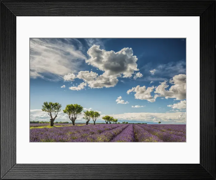 Framed Print : Cloudscape Over Lavender Field, Provence, France Framed Print : Cloudscape Over Lavender Field, Provence, France