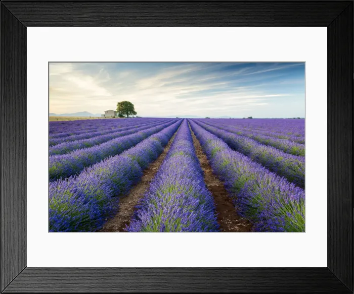 Framed Print : Farmhouse & Tree in Field of Lavender, Provence, France Framed Print : Farmhouse & Tree in Field of Lavender, Provence, France