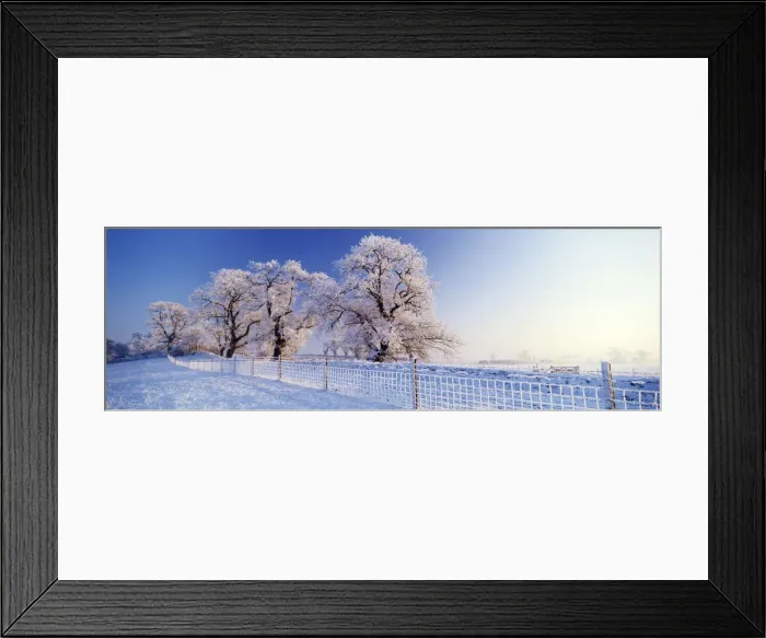 Framed Print : Oak Trees & Fence in Hoar Frost, Caistor St Edmands, Norfolk, England Framed Print : Oak Trees & Fence in Hoar Frost, Caistor St Edmands, Norfolk, England
