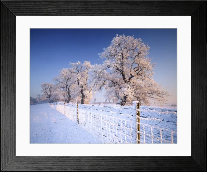 Framed Print : Oak Trees & Fence in Hoar Frost, Caistor St. Edmund, Norfolk, England Framed Print : Oak Trees & Fence in Hoar Frost, Caistor St. Edmund, Norfolk, England