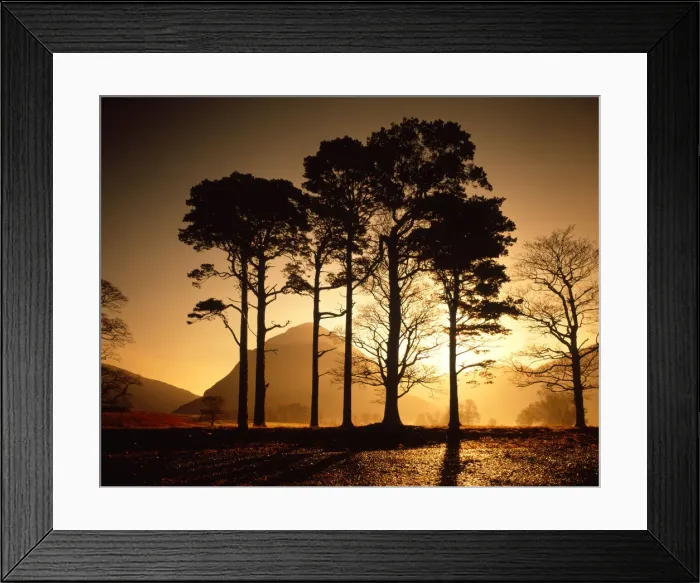 Framed Print : Scots Pines at Sunrise, Lake District National Park, Cumbria, England Framed Print : Scots Pines at Sunrise, Lake District National Park, Cumbria, England