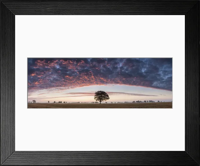 Framed Print : Tree at Sunrise, Norfolk, England Framed Print : Tree at Sunrise, Norfolk, England