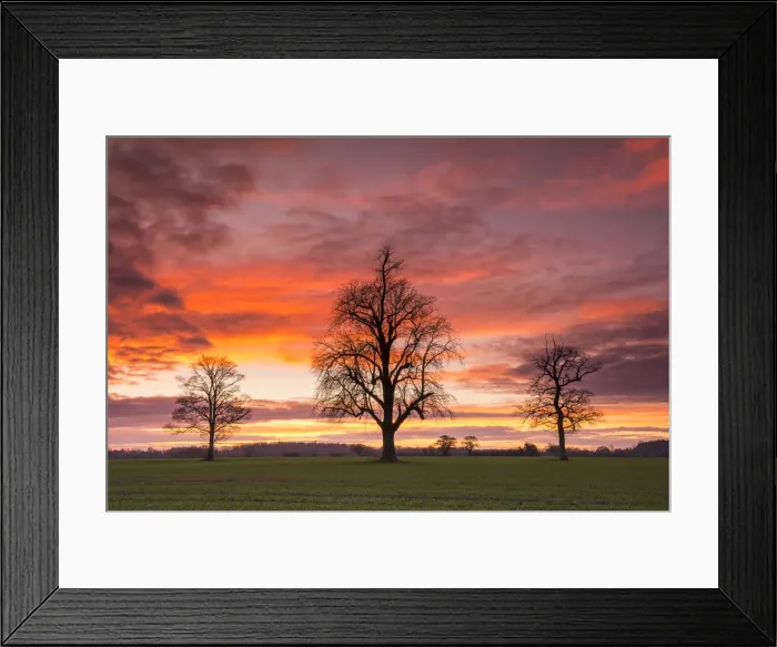 Framed Print : Three Trees at Sunrise, Norfolk, England Framed Print : Three Trees at Sunrise, Norfolk, England
