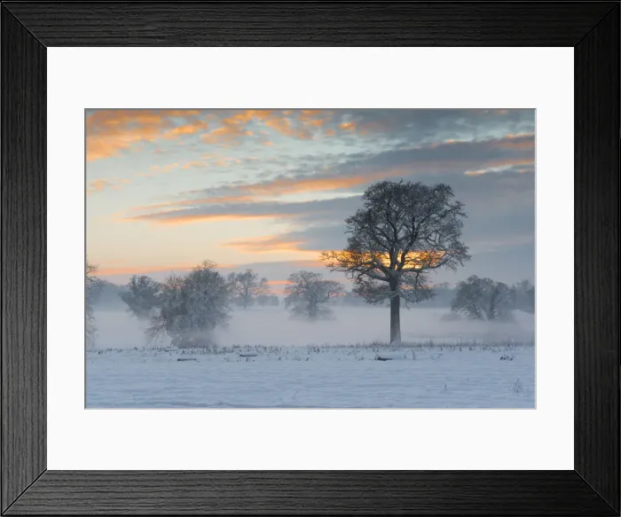 Framed Print : Trees in Winter Mist at Sunset, Norfolk, England Framed Print : Trees in Winter Mist at Sunset, Norfolk, England