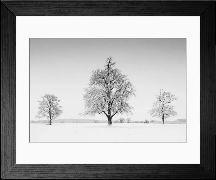 Framed Print : Three Trees in Winter, Norfolk, England Framed Print : Three Trees in Winter, Norfolk, England