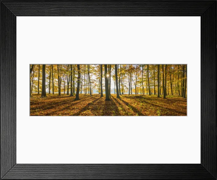 Framed Print : Sunburst Through Autumn Beech Trees, Thetford Forest, Norfolk, England