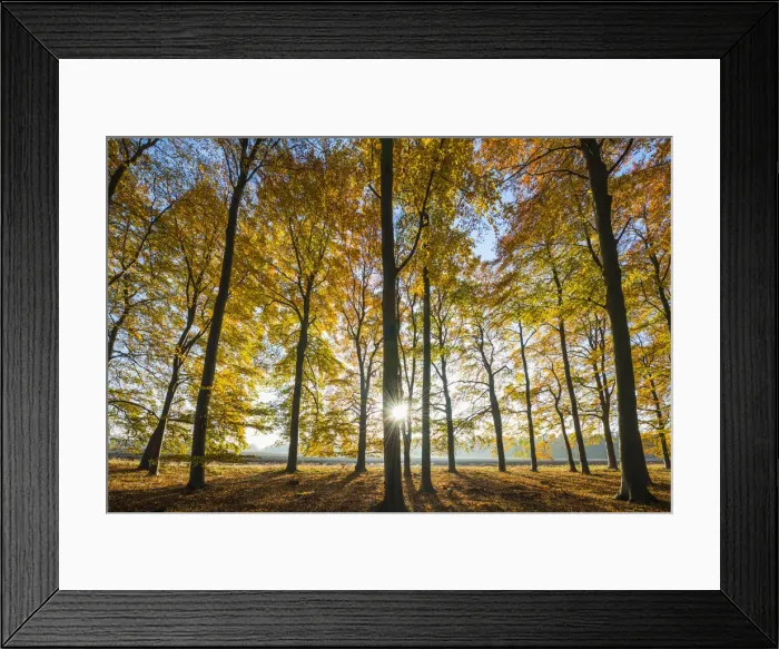 Framed Print : Sunburst Through Autumn Trees, Thetford Forest, Norfolk, England Framed Print : Sunburst Through Autumn Trees, Thetford Forest, Norfolk, England