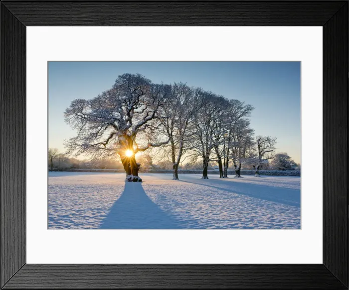 Framed Print : Sunburst Through Oak Tree in Winter, Holt, Norfolk, England Framed Print : Sunburst Through Oak Tree in Winter, Holt, Norfolk, England