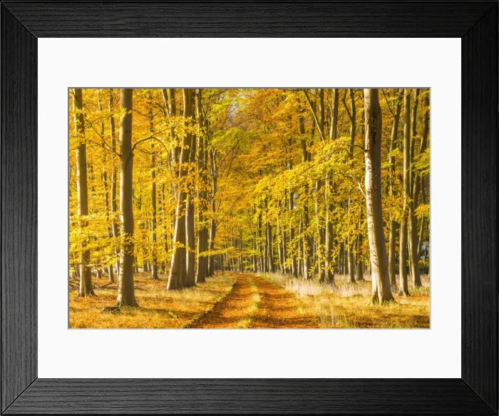 Framed Print : Country Lane in Autumn, Thetford Forest, Norfolk, England Framed Print : Country Lane in Autumn, Thetford Forest, Norfolk, England