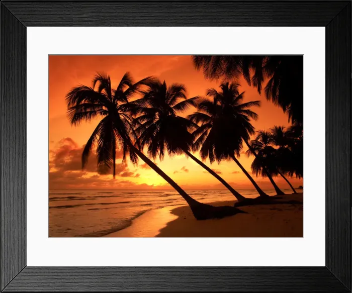 Framed Print : Palm Trees at Sunset, Barbados, West Indies