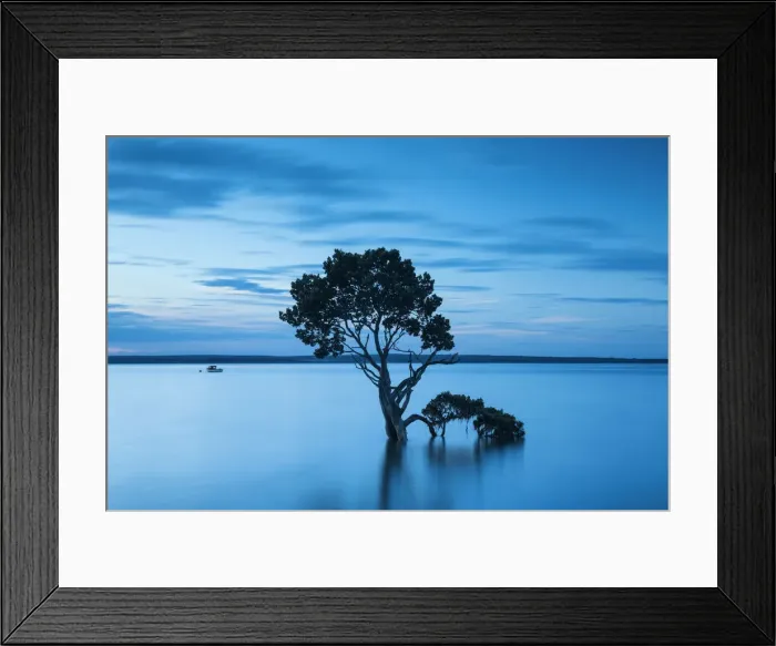 Framed Print : Mangrove Tree, Tenby Point, Victoria, Australia Framed Print : Mangrove Tree, Tenby Point, Victoria, Australia