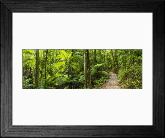 Framed Print : Footpath Through Tropical Forest, Eungella National Park, Queensland, Australia Framed Print : Footpath Through Tropical Forest, Eungella National Park, Queensland, Australia