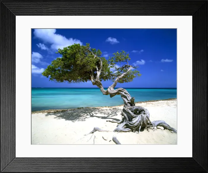 Framed Print : Divi Divi Tree, Aruba, Lesser Antilles, Caribbean Framed Print : Divi Divi Tree, Aruba, Lesser Antilles, Caribbean