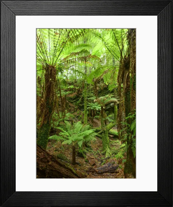 Framed Print : Oceania, Australia, Tasmania, Tarkine Forest at Trowutta Arch Framed Print : Oceania, Australia, Tasmania, Tarkine Forest at Trowutta Arch