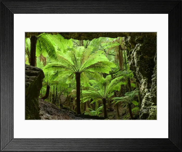 Framed Print : Oceania, Australia, Tasmania, Tarkine Forest at Trowutta Arch Framed Print : Oceania, Australia, Tasmania, Tarkine Forest at Trowutta Arch