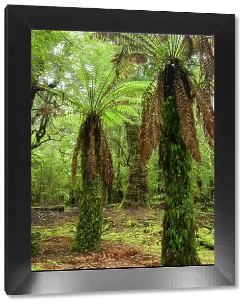 Oceania, Australia, Tasmania, Tarkine Forest at Trowutta Arch