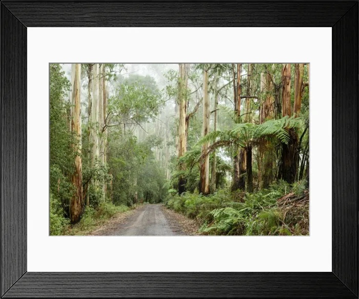 Framed Print : Oceania, Australia, Victoria, Great Otway National Park, Eucalyptus Forest Framed Print : Oceania, Australia, Victoria, Great Otway National Park, Eucalyptus Forest
