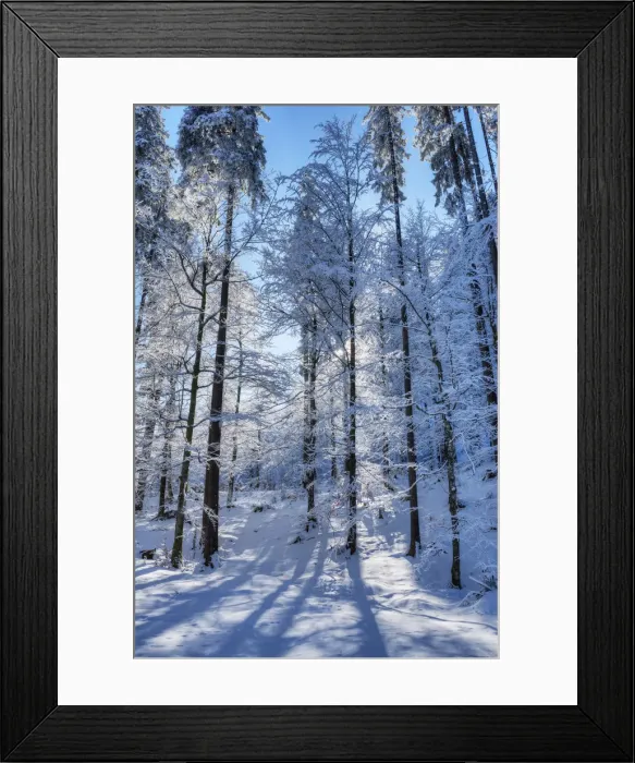 Framed Print : Winter trees at the Raintal in the Tannheimer mountains of the Allg√§u, Musau, Tyrol, Austria Framed Print : Winter trees at the Raintal in the Tannheimer mountains of the Allg√§u, Musau, Tyrol, Austria