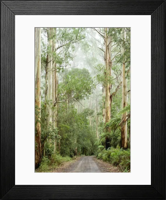 Framed Print : Oceania, Australia, Victoria, Great Otway National Park, Eucalyptus Forest Framed Print : Oceania, Australia, Victoria, Great Otway National Park, Eucalyptus Forest