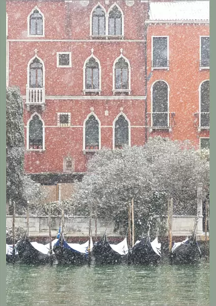 Some traditional venetian gondolas moored at Riva del Vin during a snowfall, Grand Canal