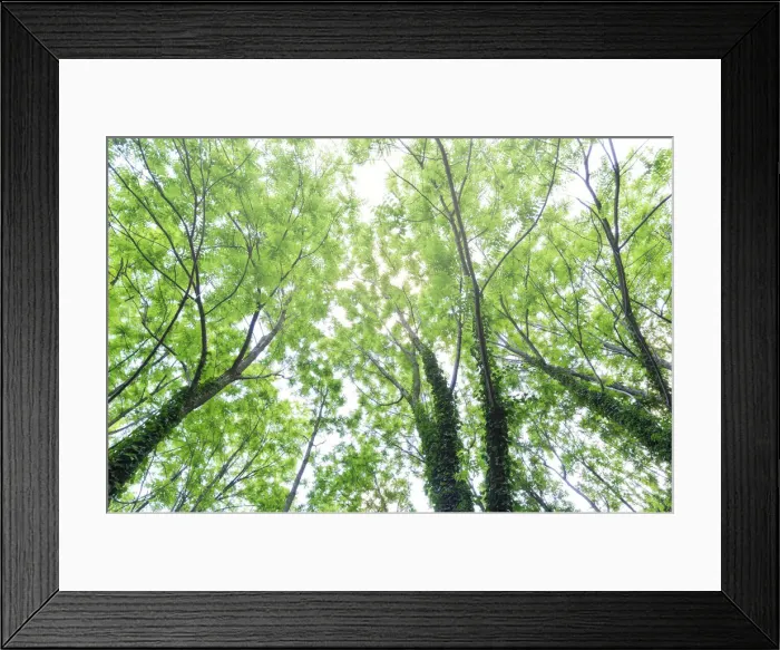 Framed Print : Trees covered with ivy. Berbenno di V. na, Valtellina, Lombardy, Italy Framed Print : Trees covered with ivy. Berbenno di V. na, Valtellina, Lombardy, Italy