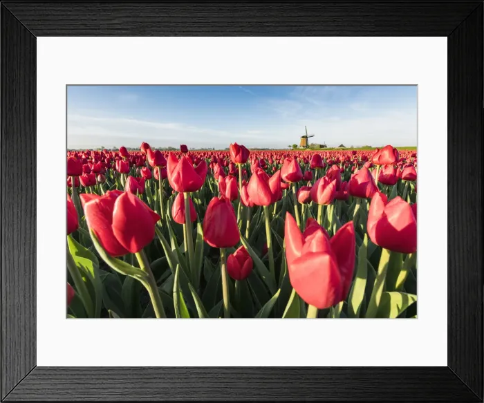 Framed Print : Field of red tulips and windmill on the background. Koggenland, North Holland province