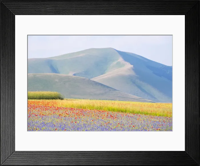 Framed Print : Blooming in Castelluccio di Norcia, Perugia province, Umbria, Italy Framed Print : Blooming in Castelluccio di Norcia, Perugia province, Umbria, Italy
