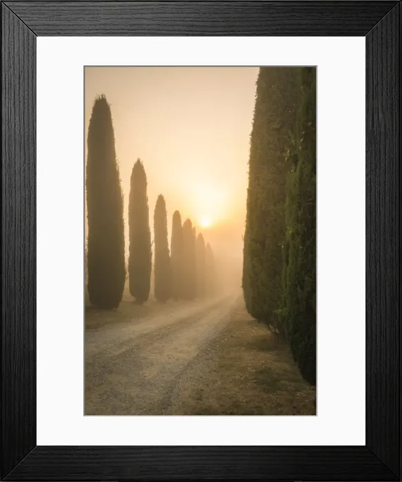Framed Print : San Quirico d Orcia, Siena, Tuscany, Italy, cypress in San Quirico Framed Print : San Quirico d Orcia, Siena, Tuscany, Italy, cypress in San Quirico