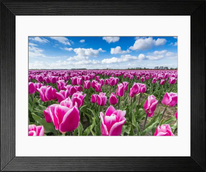 Framed Print : Pink and white tulips and clouds in the sky. Yersekendam, Zeeland province, Netherlands Framed Print : Pink and white tulips and clouds in the sky. Yersekendam, Zeeland province, Netherlands