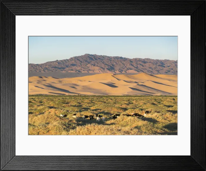 Framed Print : Goats grazing with Khongor sand dunes and mountains in the background in Gobi Gurvan Framed Print : Goats grazing with Khongor sand dunes and mountains in the background in Gobi Gurvan