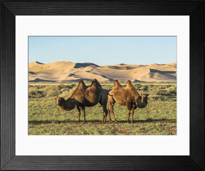 Framed Print : Two camels and sand dunes of Gobi desert in the background. Sevrei district, South Gobi province Framed Print : Two camels and sand dunes of Gobi desert in the background. Sevrei district, South Gobi province