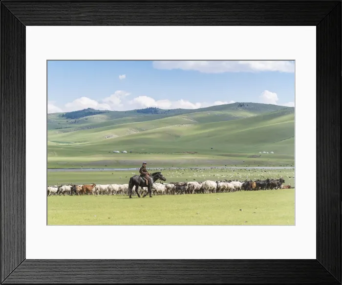 Framed Print : Shepherd on horseback gathering sheeps and goats. Ovorkhangai province, Mongolia Framed Print : Shepherd on horseback gathering sheeps and goats. Ovorkhangai province, Mongolia
