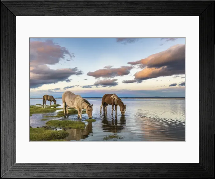 Framed Print : Horses grazing and drinking water from Hovsgol Lake at sunset. Hovsgol province, Mongolia Framed Print : Horses grazing and drinking water from Hovsgol Lake at sunset. Hovsgol province, Mongolia