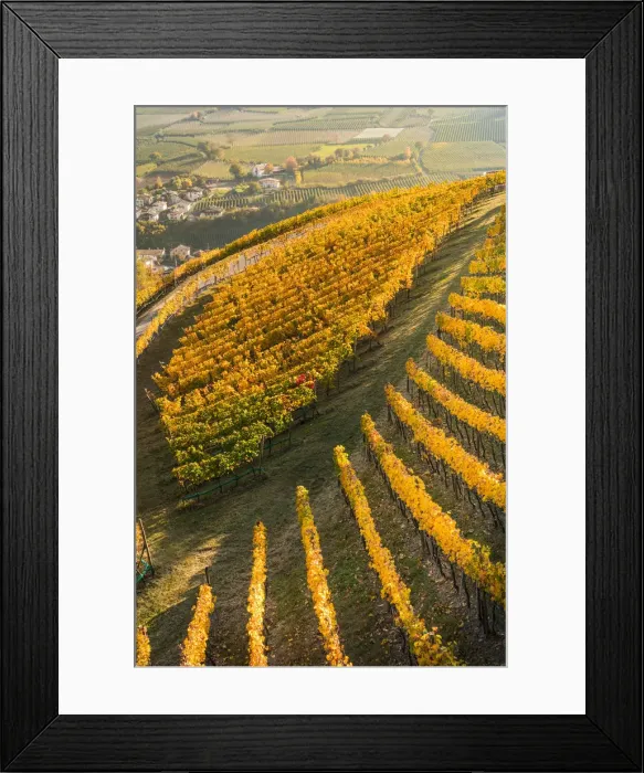Framed Print : A panoramic view of Laces vineyards in autumn. Laces, Venosta valley, Bolzano, South Tyrol Framed Print : A panoramic view of Laces vineyards in autumn. Laces, Venosta valley, Bolzano, South Tyrol