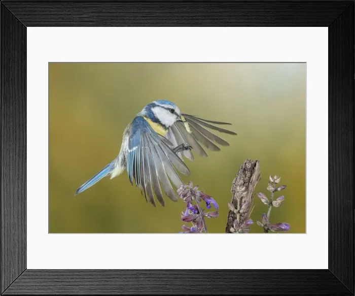 Framed Print : Eurasian blue tit in flight, Trentino Alto-Adige, Italy