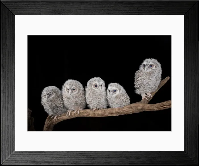 Framed Print : Young Tawny owl in the night, Trentino Alto-Adige, Italy Framed Print : Young Tawny owl in the night, Trentino Alto-Adige, Italy