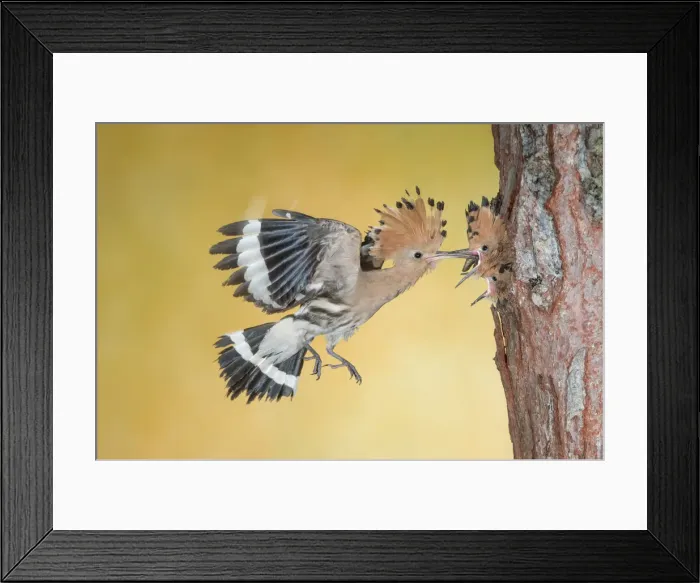 Framed Print : hoopoe at nest, Trentino Alto-Adige, Italy Framed Print : hoopoe at nest, Trentino Alto-Adige, Italy