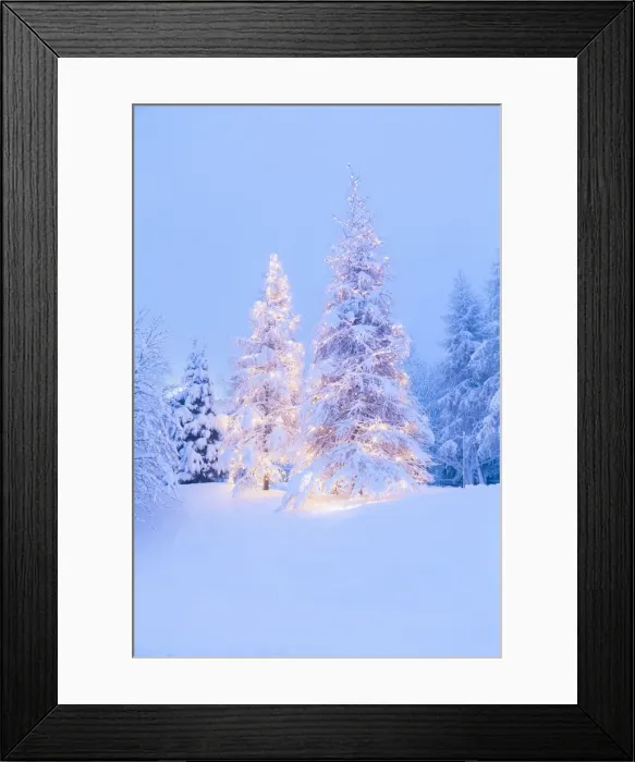 Framed Print : Christmas tree covered in snow during a snowfall at the Colle Vareno. Angolo Terme Framed Print : Christmas tree covered in snow during a snowfall at the Colle Vareno. Angolo Terme