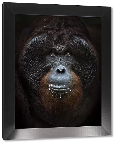 Bornean orangutan portrait, Tanjung Puting National Park