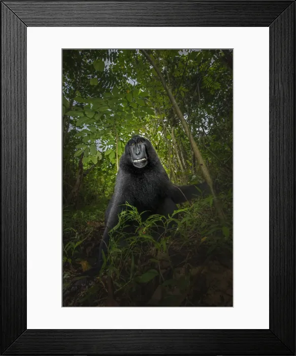 Framed Print : Black crested macaque (macaca nigra), Tangkoko National Park, Sulawesi; Indonesia, Asia Framed Print : Black crested macaque (macaca nigra), Tangkoko National Park, Sulawesi; Indonesia, Asia