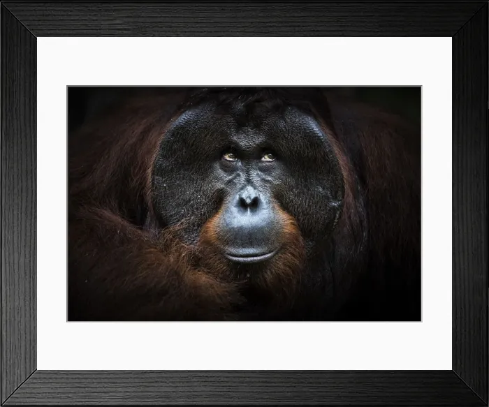 Framed Print : Bornean orangutan portrait, Tanjung Puting National Park