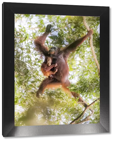 Bornean orangutan mother carrying a baby on a tree, Tanjung Puting National Park