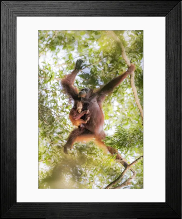 Framed Print : Bornean orangutan mother carrying a baby on a tree, Tanjung Puting National Park