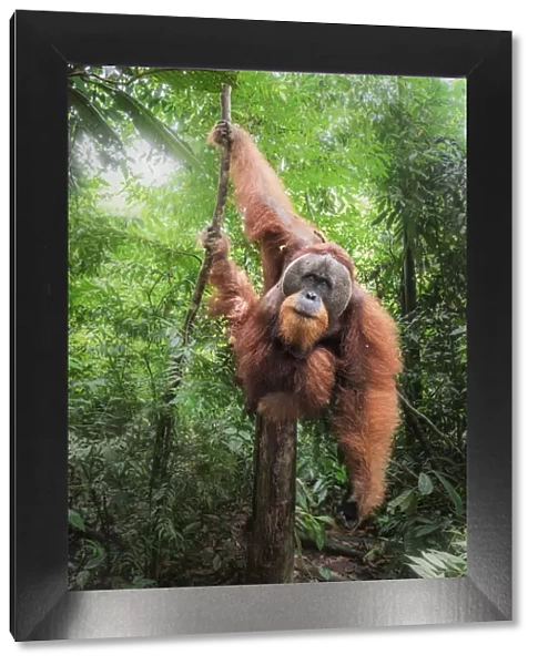 Sumatran orangutan climbing a tree in Gunung Leuser National Park, Northern Sumatra